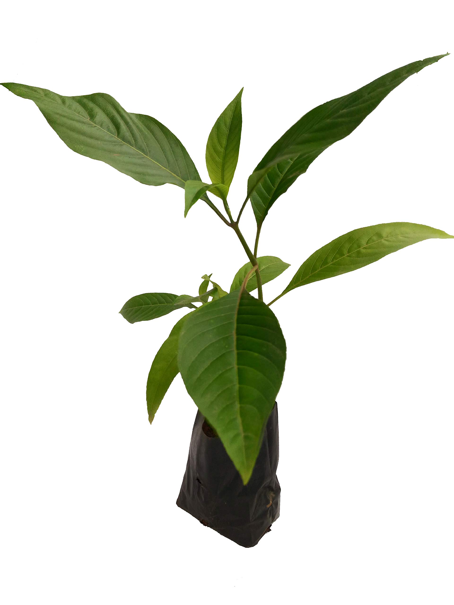 BHARAT HERBS CARE® Adulsa-Justicia Adhatoda, Live Medicinal Plant (B07GMJV4VC) Amazon Price History, Amazon Price Tracker