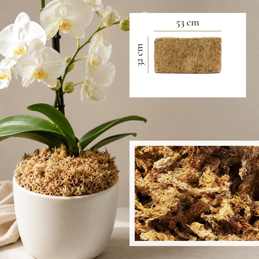 Sphagnum Moos 5Kg, ca. 400L – Premium Orchideenmoos & Pflanzensubstrat | Stark wasserspeichernd, Torfmoos, Für Orchideen, Monstera, Anthurium, Für Stecklinge & Terrarium, Für Zimmerpflanzen