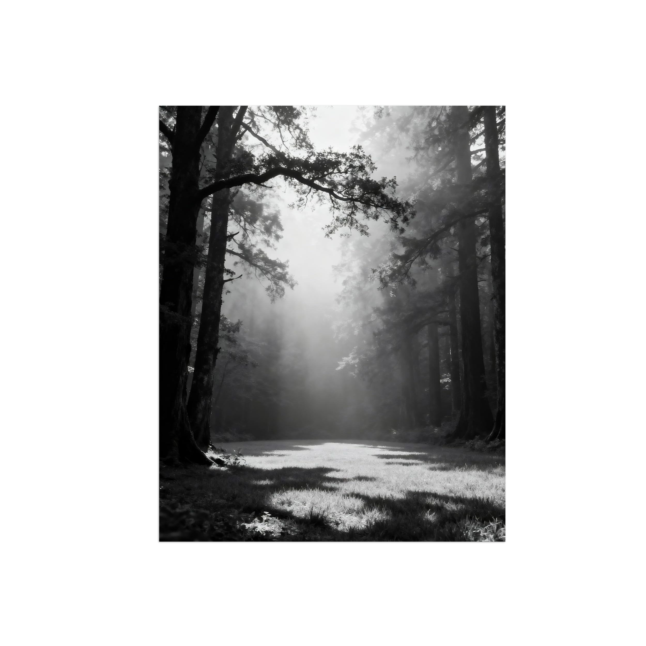 Forest Sunshine Black White Landscape Wall Art Prints 40x50cm Unframed