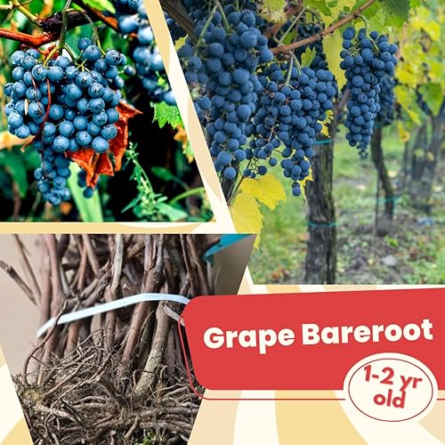 Miniatura 4 de 2 enredaderas de uva Concord para plantar al aire libre, planta de uva Concord viva de 1 a 2 años de edad, frutas de uva dulces