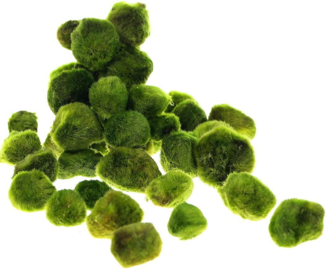 Giant Marimo Moss Balls x2 + 1FREE 1"~1.4"(2.5~3.5cm) - Live aquarium tank plants low light**No pesticides**