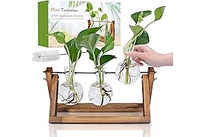 Plant Propagation Station: Enhance Your Home and Office with Lush Greenery