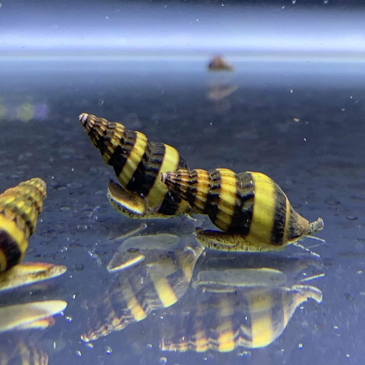 Assassin Snails for Freshwater Aquariums Effective Pest Control with