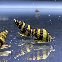 CWA Assassin Snails for Freshwater Aquariums - Effective Pest Control with Clea Helena Snails (Pack of 10)