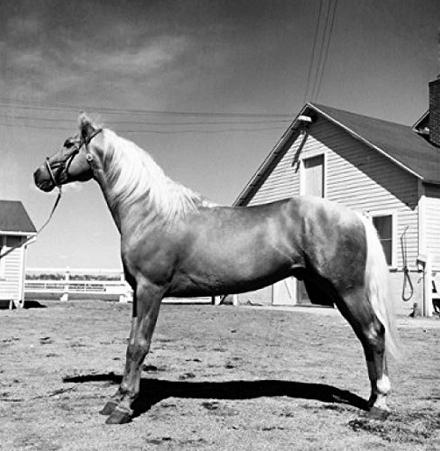 Amazon.com: Side profile of a horse standing in a corral Poster
