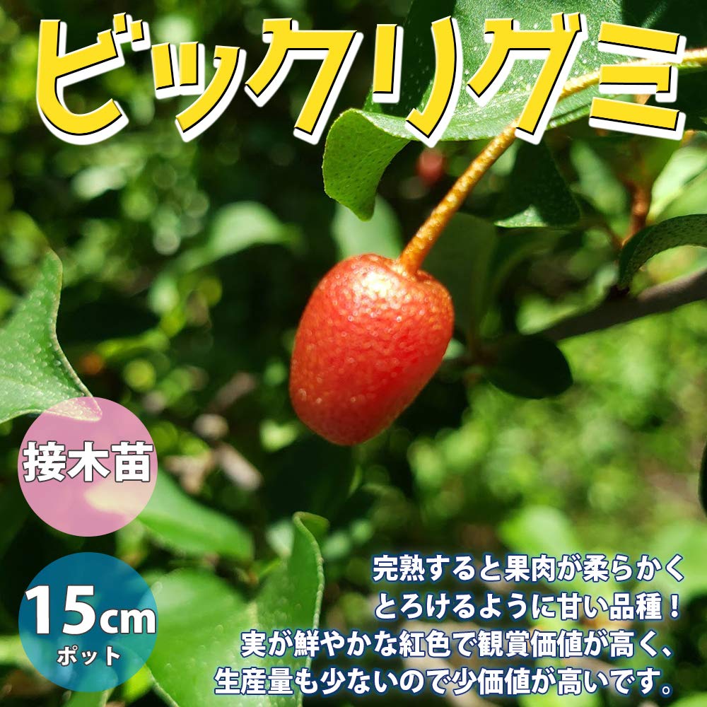 Amazon.co.jp: ITANSE ビックリグミの苗木 2年生 接木苗 15cm 1