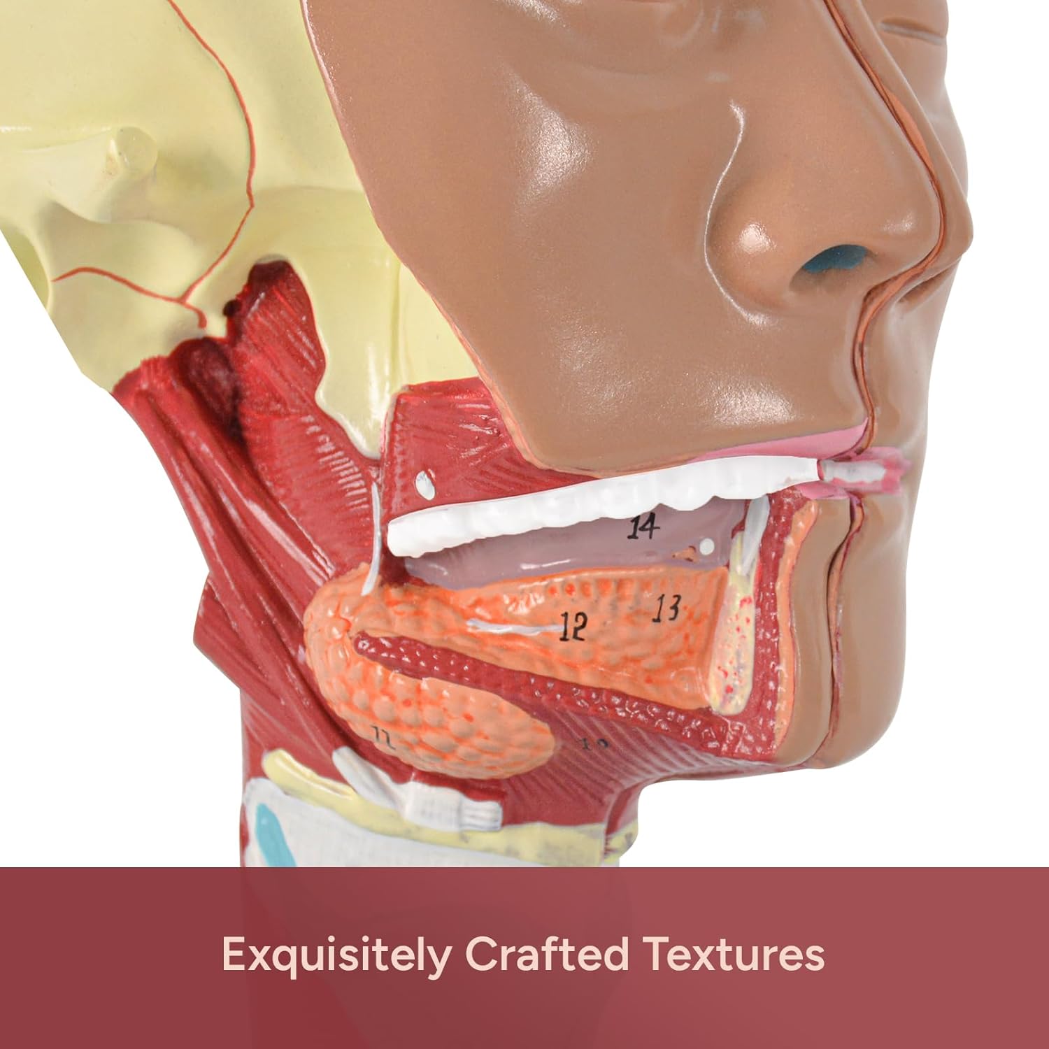 Human Pharyngeal Muscle Laryngeal Anatomical Model, Detachable 2 Parts Mouth Nose for School Study and Research, with Base