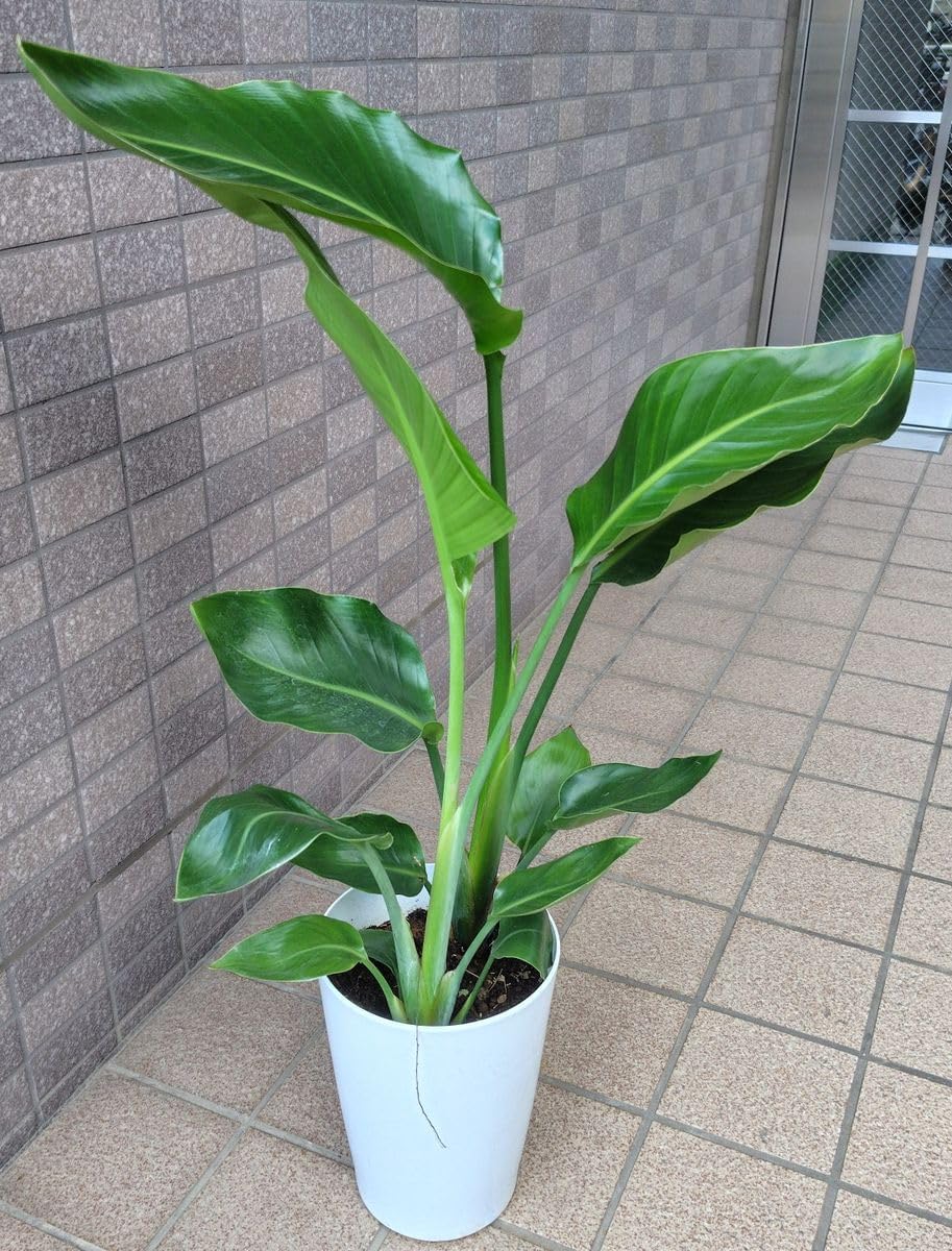 耐寒性強フェロカクタス巨鷲玉大株ドライガーデン多肉サボテン アガベ