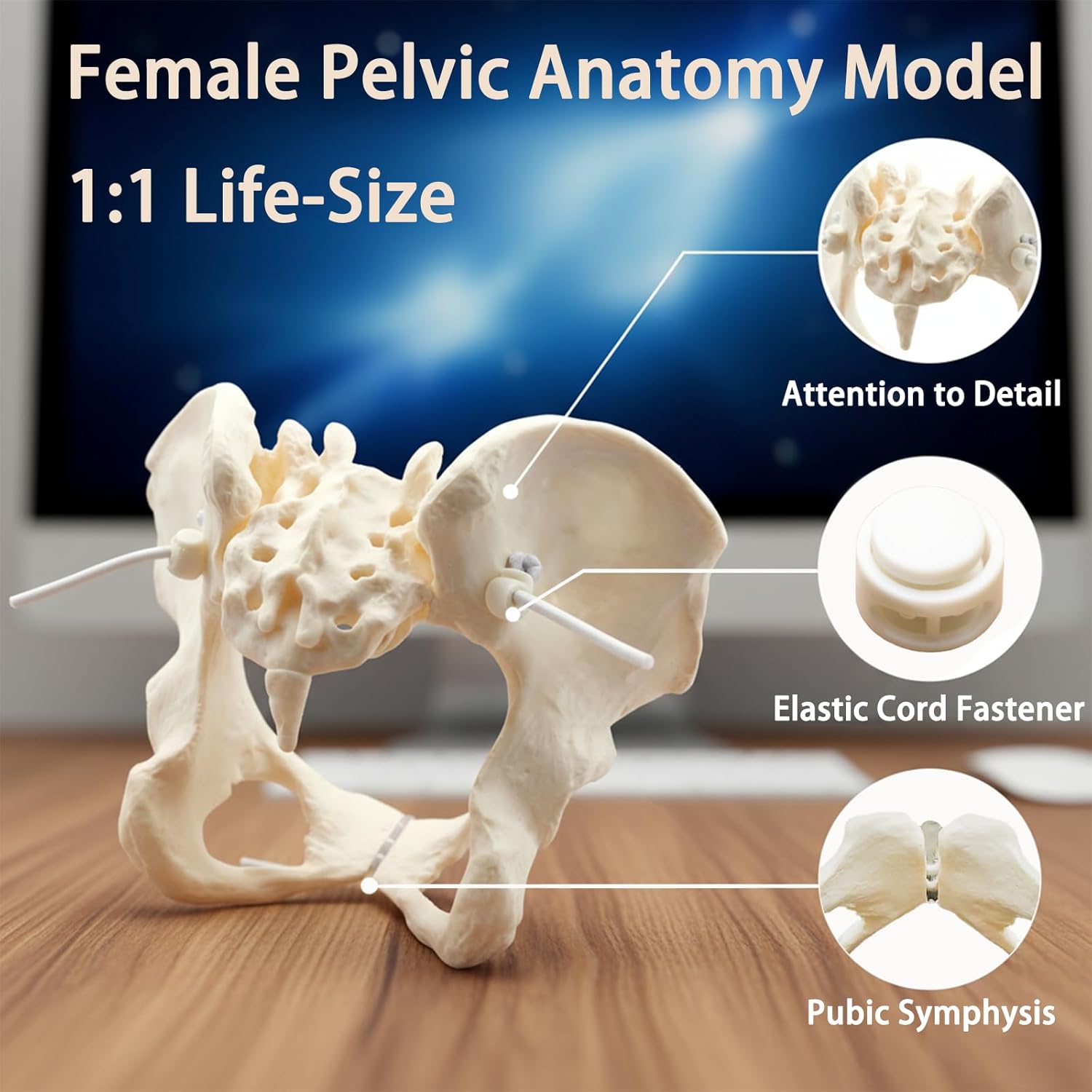 Human Female Pelvic Anatomy Model with Elastic Rope, Flexible 1:1 Life Size Pelvis Skeleton Model for Physiology Science Study & Anatomical Educational or Patient Communication