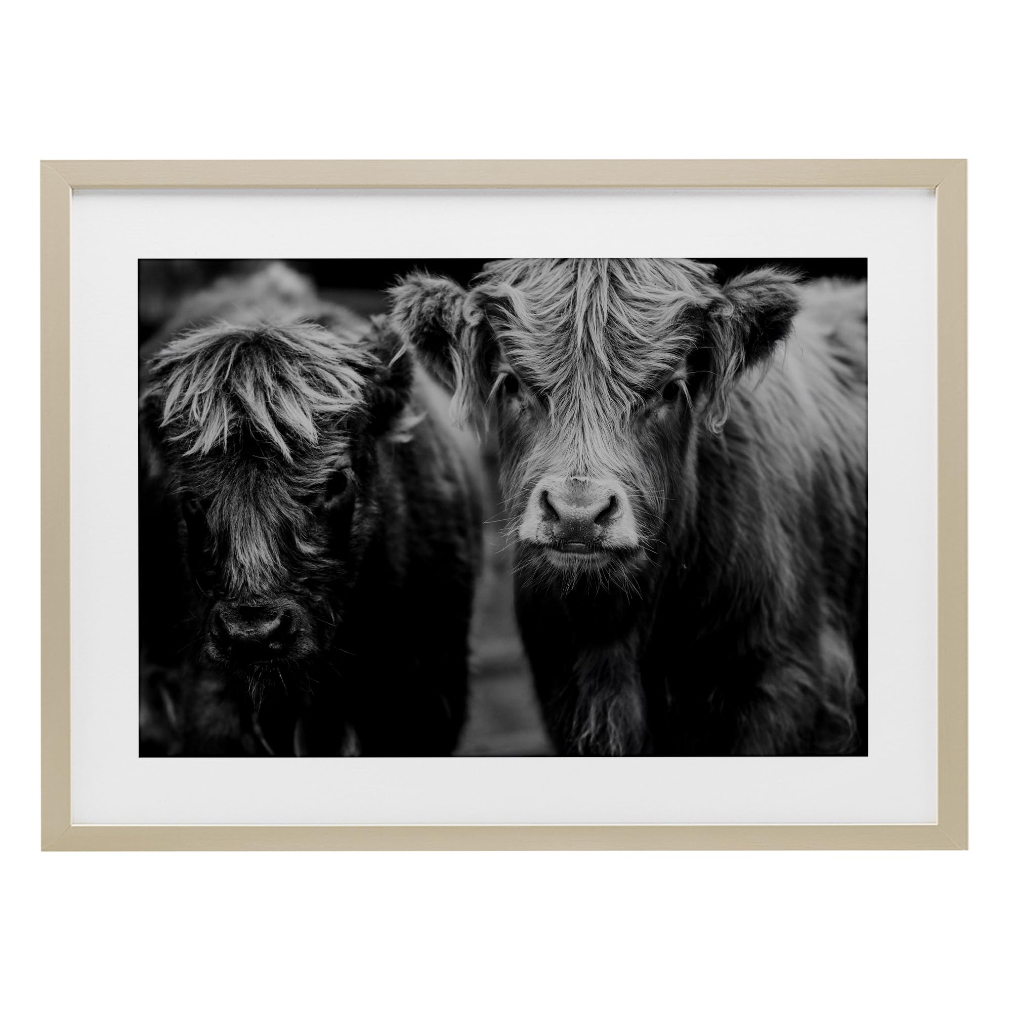 Stupell Industries Cow Faces on Farm Birch Framed Print Under Glass, design by Amy Carroll, 17 x 23