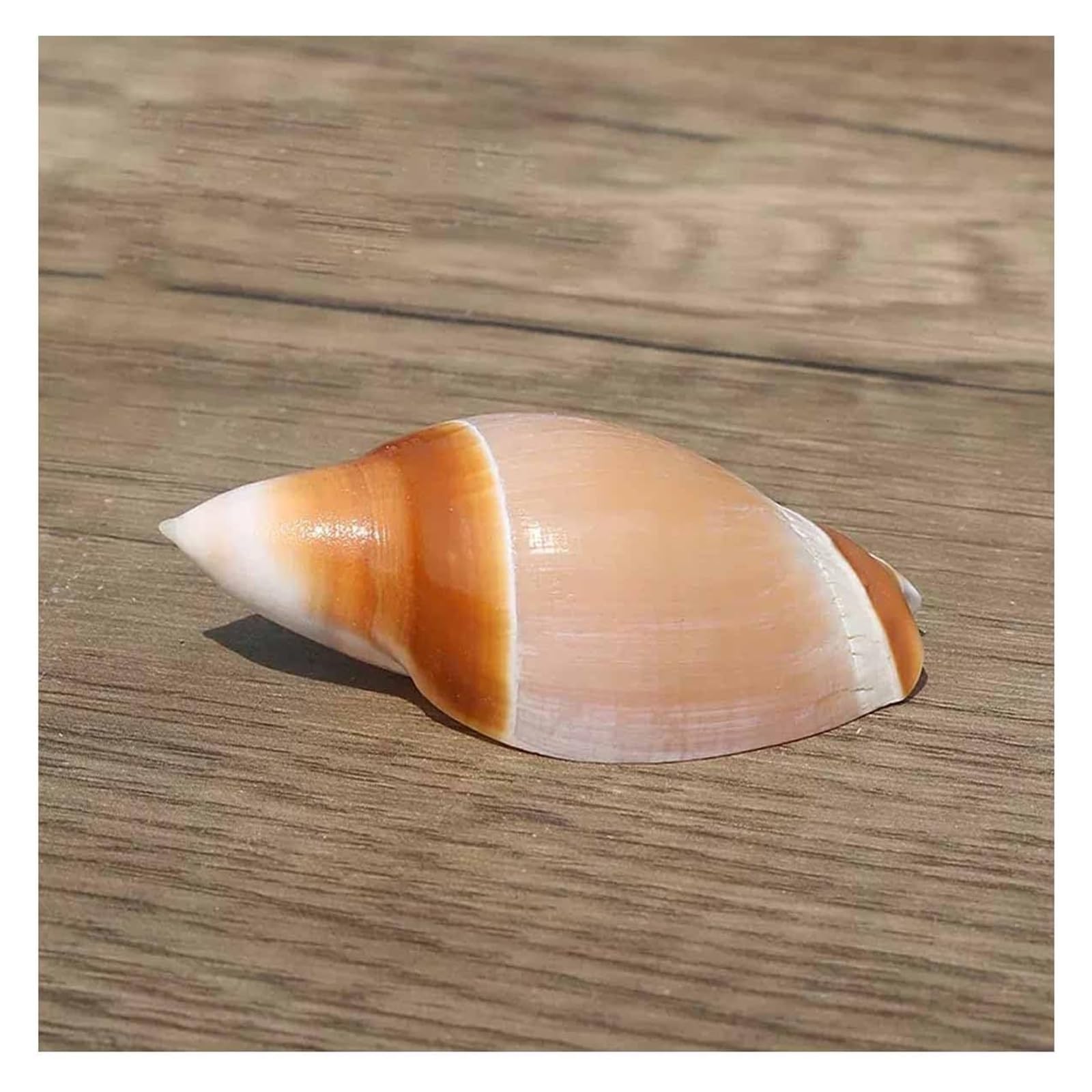 YKMYXZ shells， 4~6Cm for Wedding Decor Beach Theme Party, Home Decorations,DIY Crafts, Fish Tank And Shell Collectors