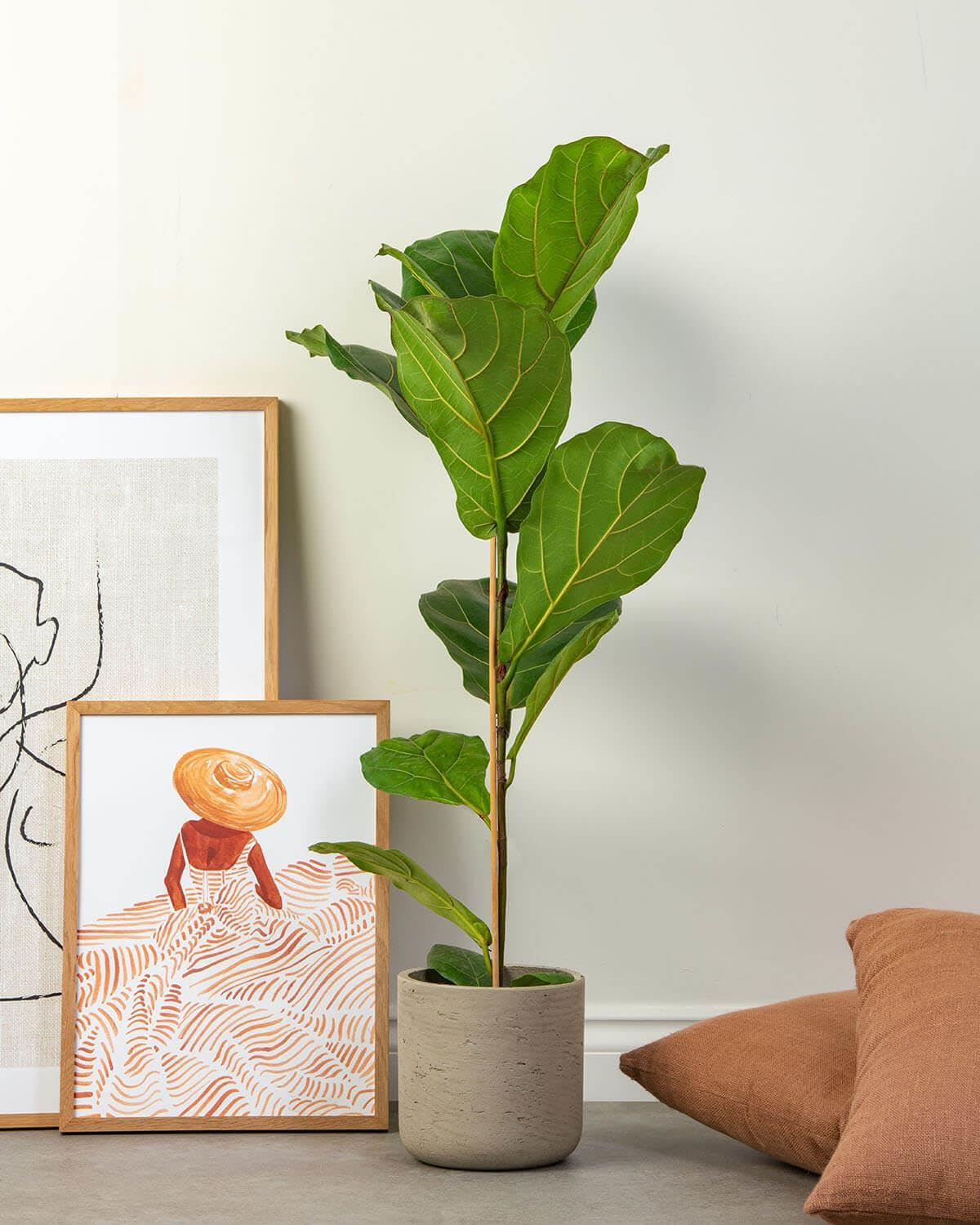 Prickle Plants Fiddle-Leaf Fig - Attractive Indoor Fig with Decorative Leaves, Easy Care Plant for Stylish Home or Office Spaces (50-60cm incl. 17cm Pot)