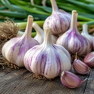 4 Hardneck Garlic Bulbs for Planting, Large Cloves for Home Gardens
