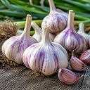 garlic bulbs for planting Top2商品