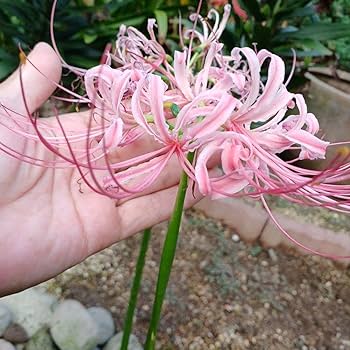 【チラすけ】彼岸花球根　500球（大・中サイズ） 八重咲き ヒガンバナ 球根 1球 リコリス 彼岸花 曼珠沙華 まん