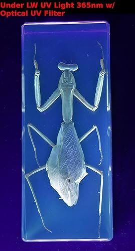 Miniatura 249 de Escarabajo de algodoncillo azul cobalto real de 1.732 in en espécimen de resina de lucita cristalina, insectos, insectos preservados, colección