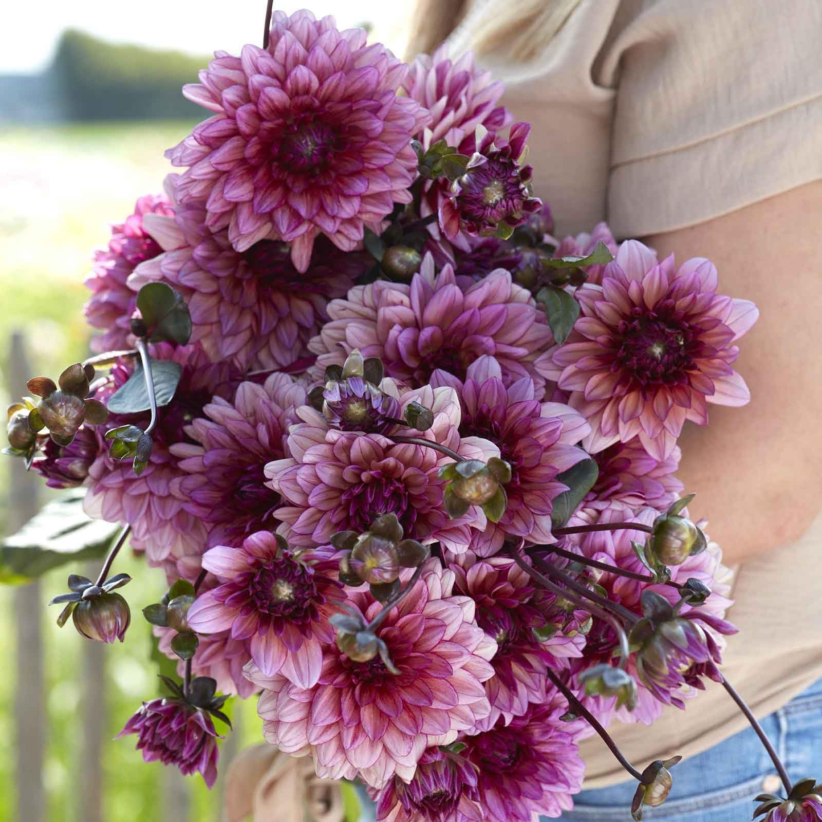 Eden Brothers Molly Raven Dahlia