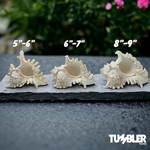 Miniatura 4 de Murex Shell, conchas marinas para decoración, conchas marinas grandes, conchas grandes reales para decoración de habitaciones playeras, soportes