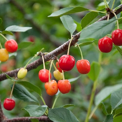 30 piezas de semillas de cereza para plantar