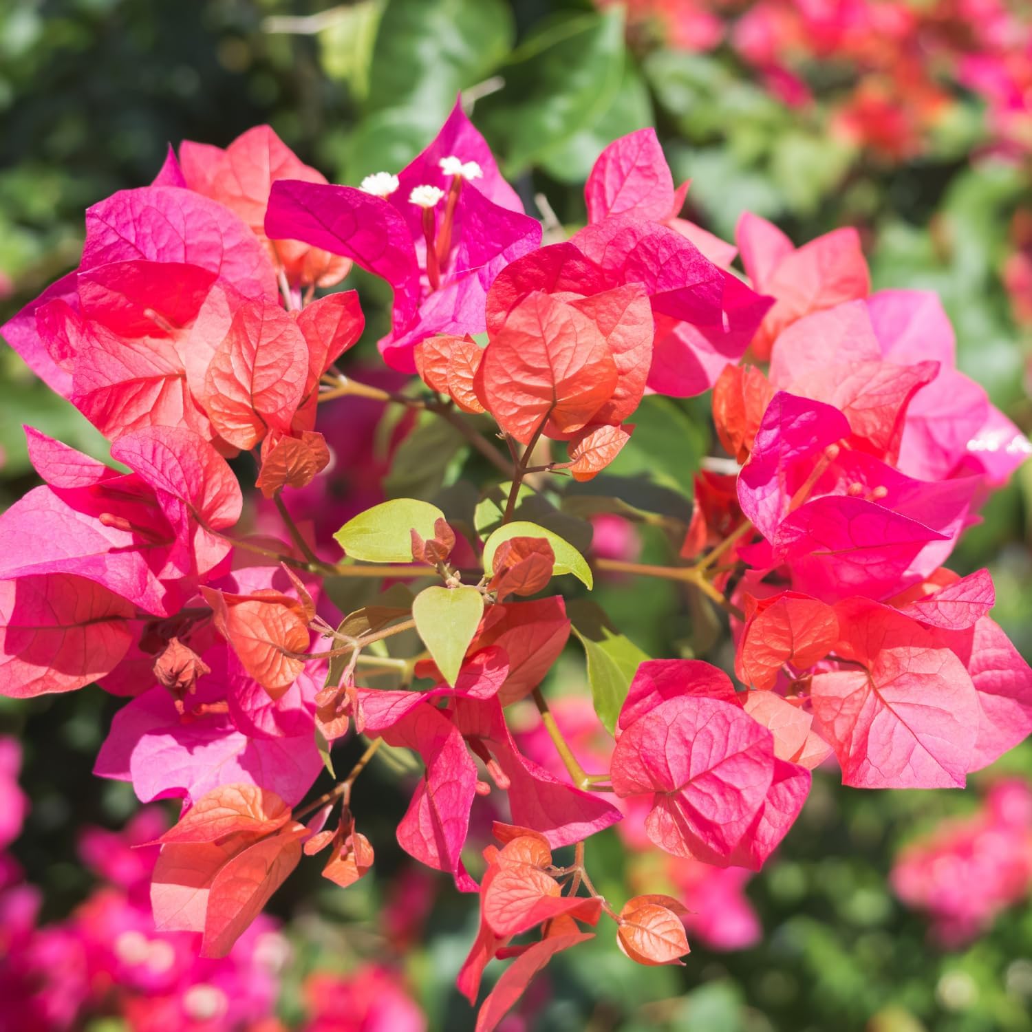 2 Orange Pink Bougainvillea Plants 4 to 5 Inches Height, Bougainvillea Vines Flower Plant, Live Plant Bougainvillea Vine