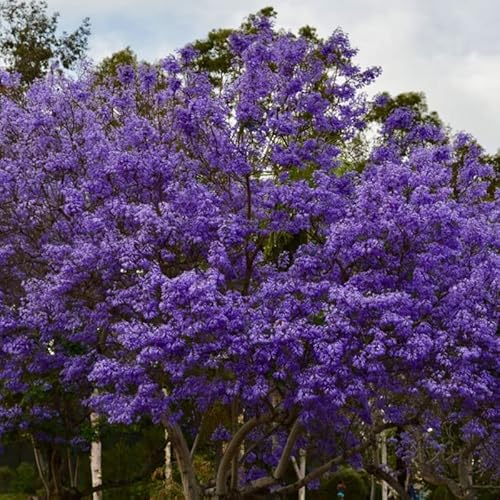 5" Jacaranda Tree Plant Live Mimosifolia Blue Purple Flower Starter Plugs, Flamboyan Tree #TOP2