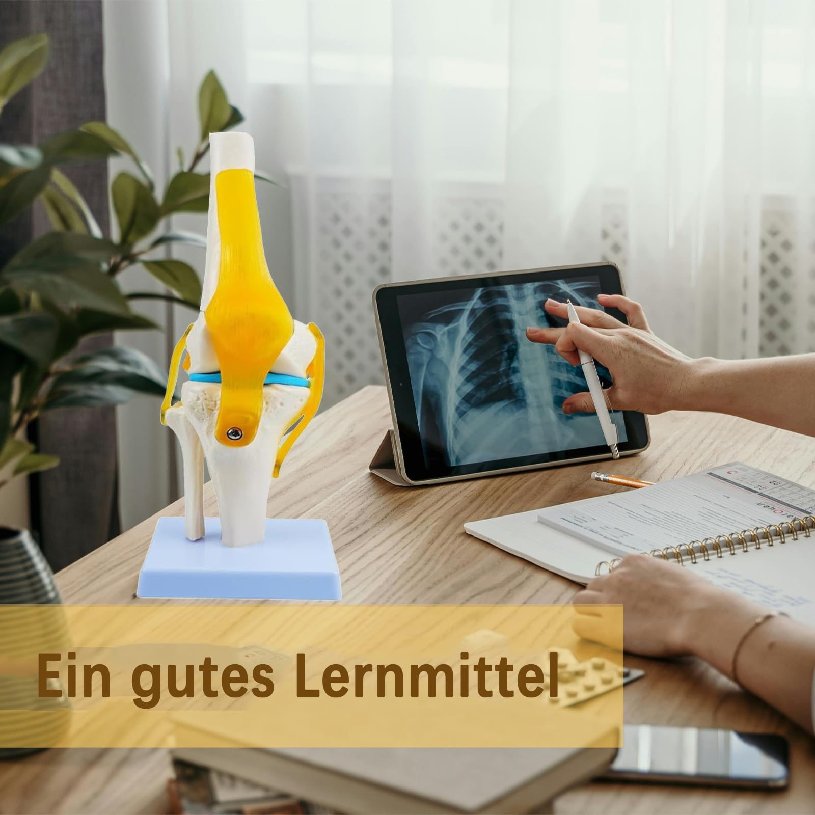 Anatomie Kniegelenk Modell 1：1 Lebensgroßes Modell Medizinisches Studienwerkzeug mit detaillierten Knochen Bändern und Knorpel