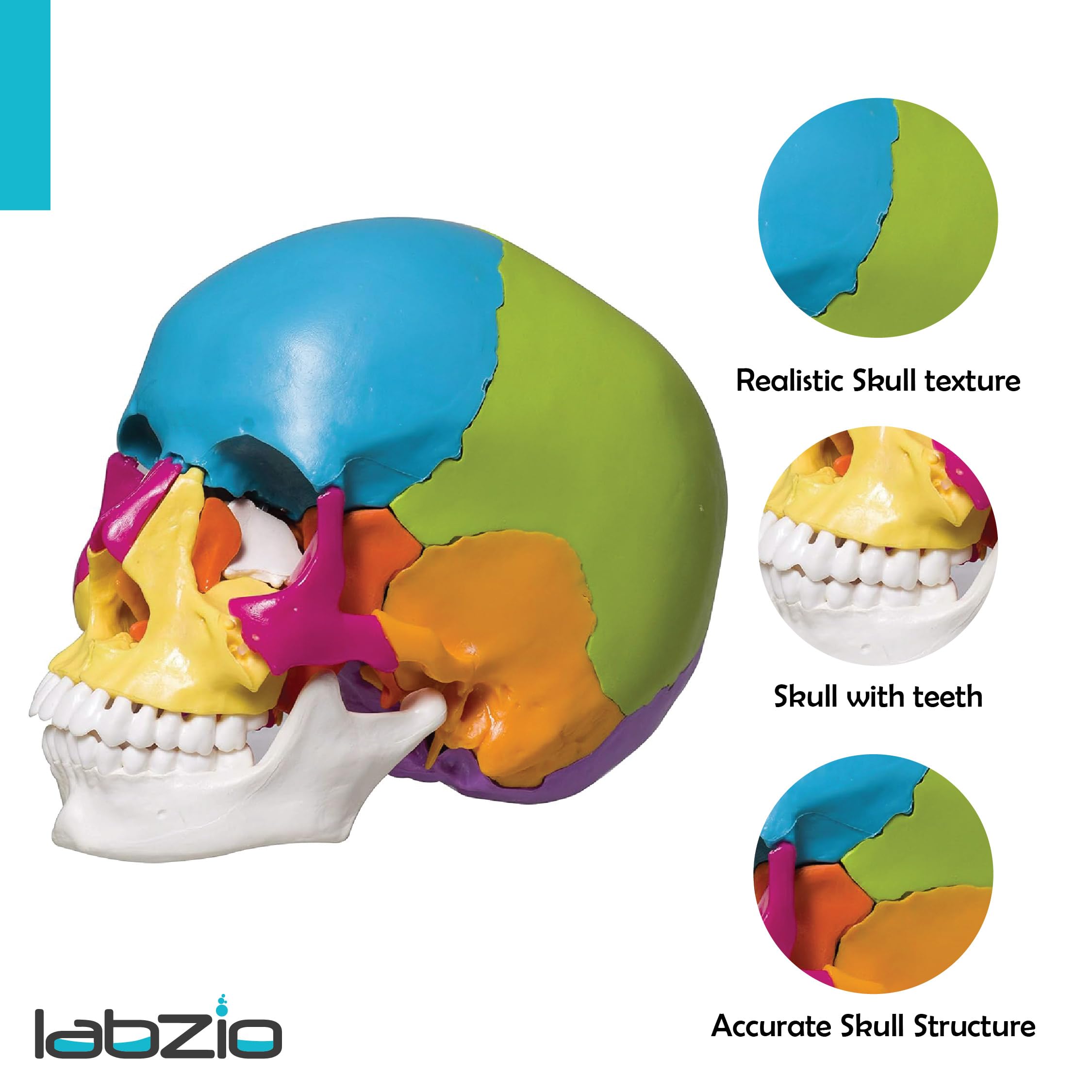 LABZIO Human Skull Model, 22-Part Life Size Exploded Colored Skull Anatomy Models, Detachable Painted Human Replica Anatomical Head Skeleton for Learning, Teaching and Study (Includes Chart) 2
