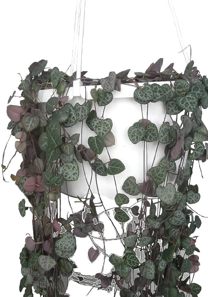 Amazon | ハートカズラ レディーハート 6号 吊り鉢 多肉植物
