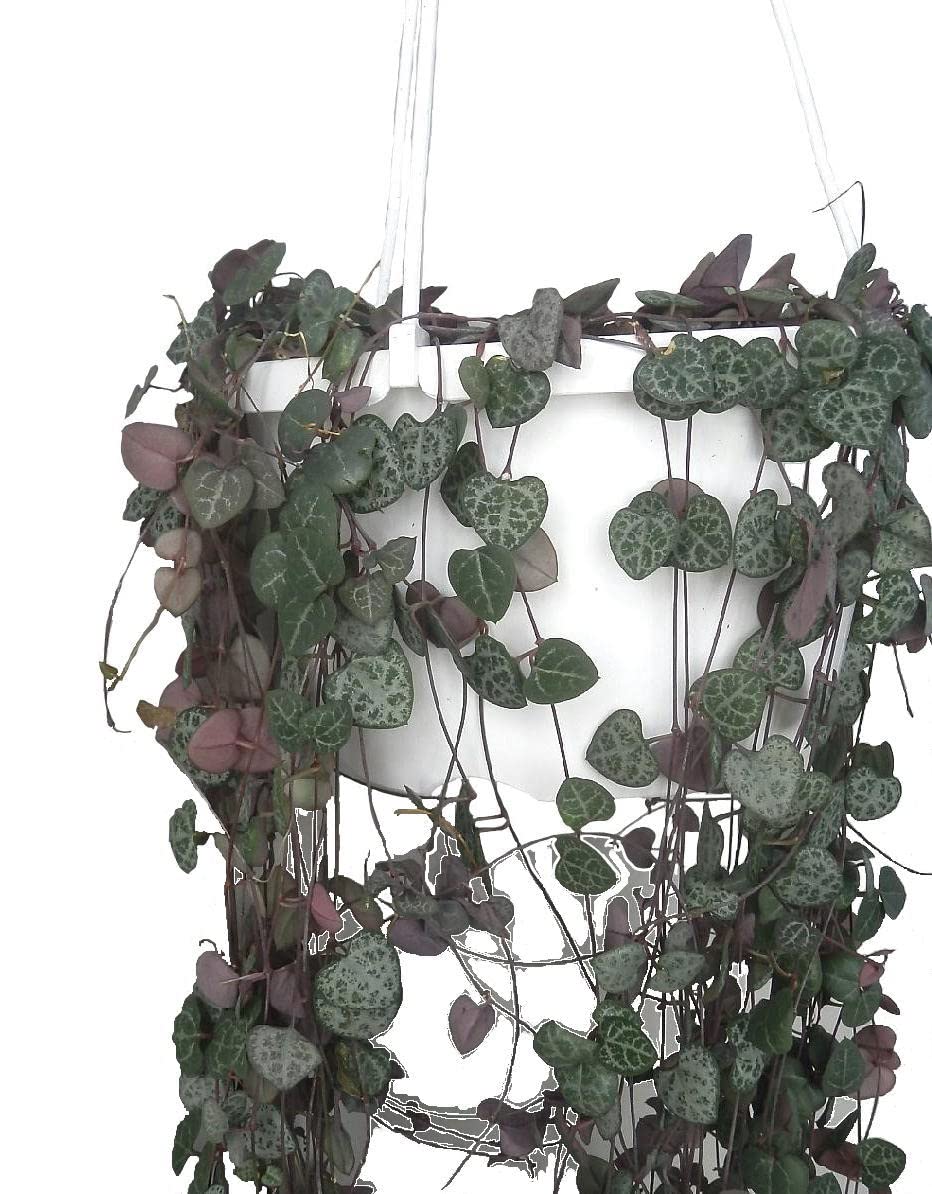 ハートカズラ♡レディーハート♡鉢ごと♡多肉植物♡長い ハートカズラ♡レディーハート♡鉢ごと♡多肉植物♡長い