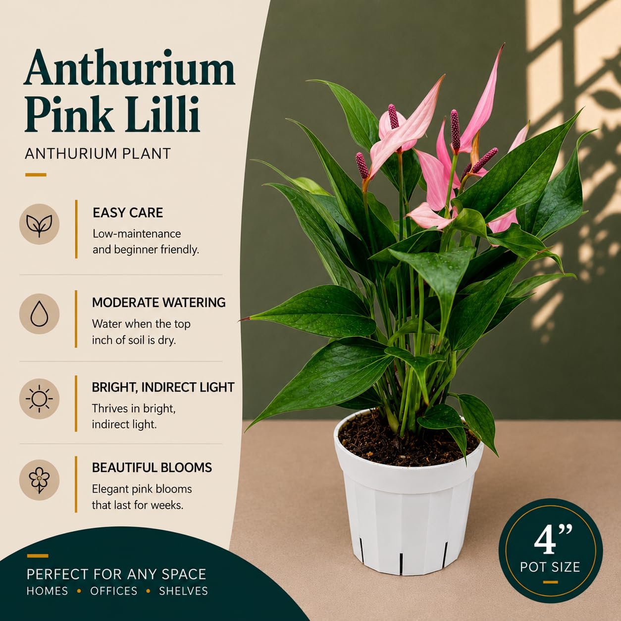 Amazon.com: Anthurium Pink Lilli Live Plant, Flowering Indoor Plant, Pink  Anthurium Lily Plant, Tropical House Plant Live, Indoor Plants Live  Houseplants, Live Plant for Home Decor : Grocery & Gourmet Food