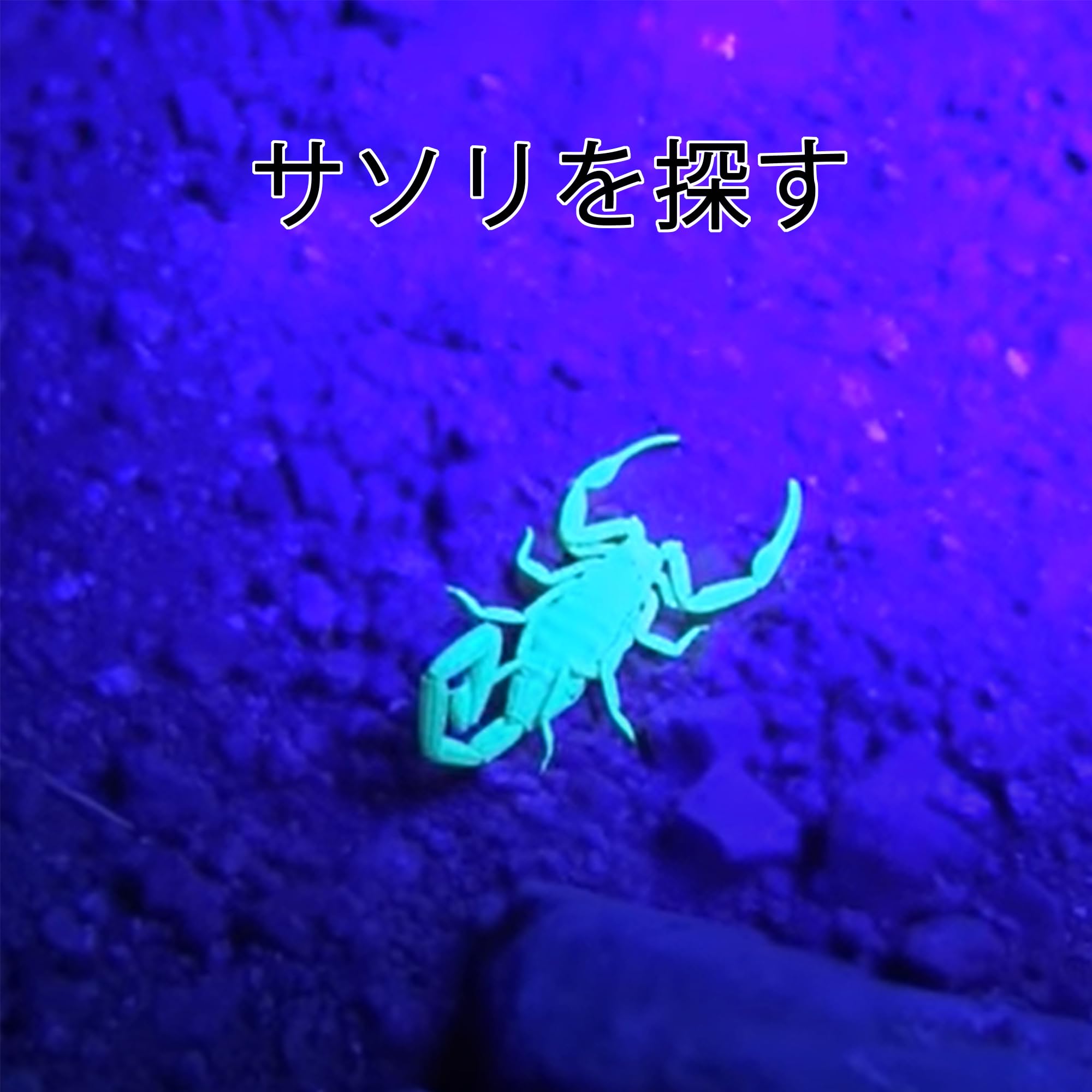 Amazon.co.jp: UV懐中電灯 鉱物 鑑定 波長365nm/395nm ブラックライト