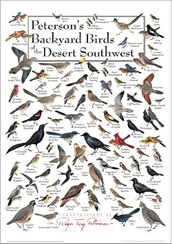 Earth Sky + Water - Petersons Backyard Birds of the Desert Southwest - Poster
