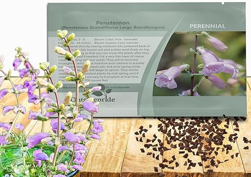 Outsidepride Shell Leaf Penstemon o Large Beardtongue Penstemon Wild Flowers - 2000 Semillas