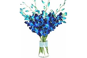 eflowerwholesale - Premium Cut Royal Blue Orchids for the Radiant Mother's Day...