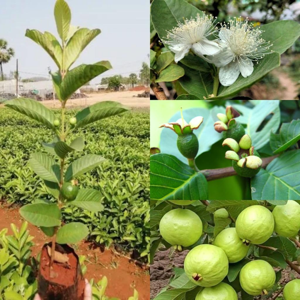 Cloud Farm Guava Sardar Lucknow-49 L-49 Amrood Variety Fruit (Air Layering/Grafted) Live Plants & Tree(1.5-3 Feet Size) (Lucknow 49 (Sardar) Guava Hybrid Plant)-image-35