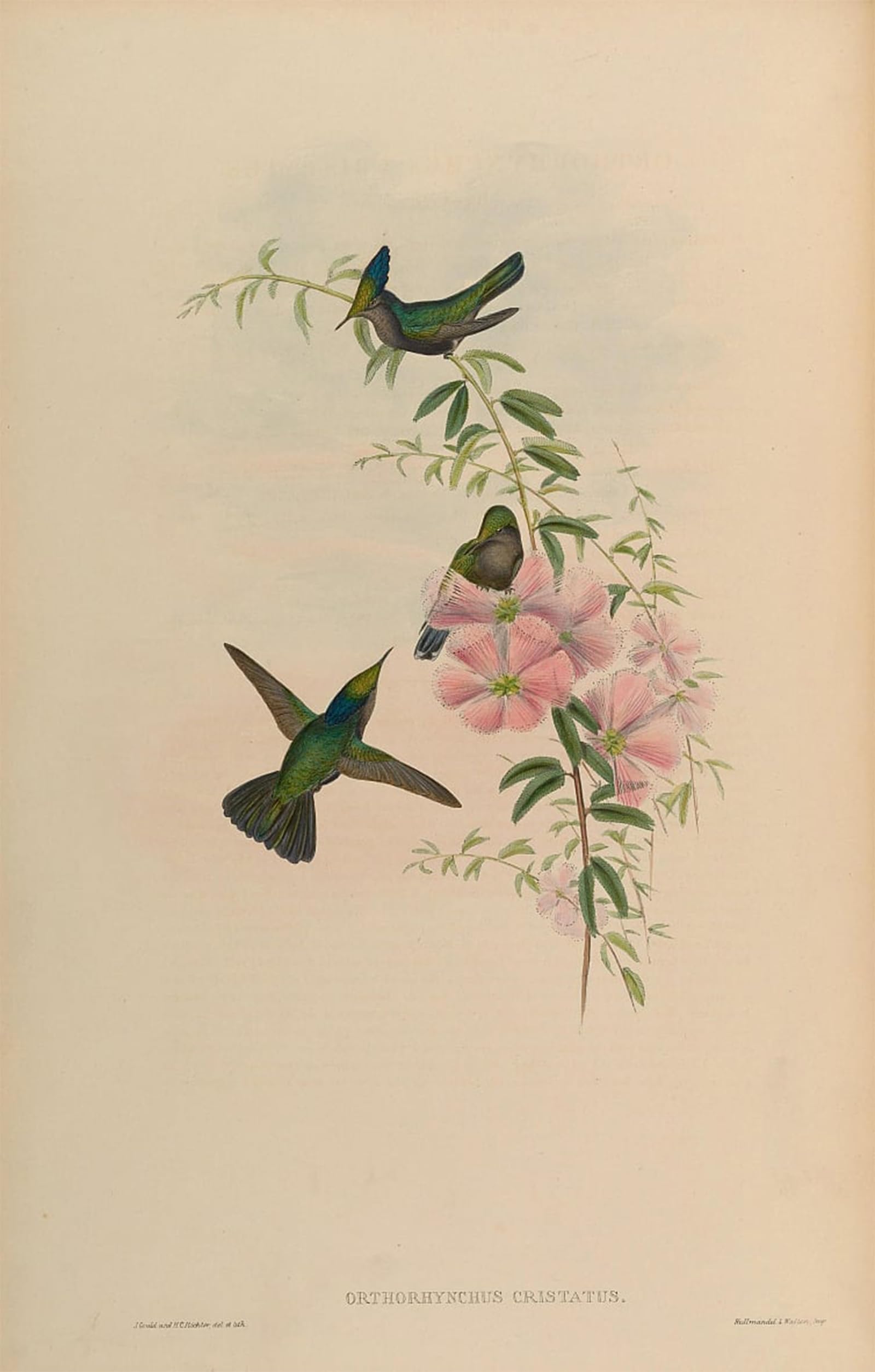 RZHRHJES Abstract Painting Poster Art Print Canvas Print Poster Animal Bird Orthorhynchus Cristatus by John Gould Landscape Canvas Painting for Office Decor 60x90cm