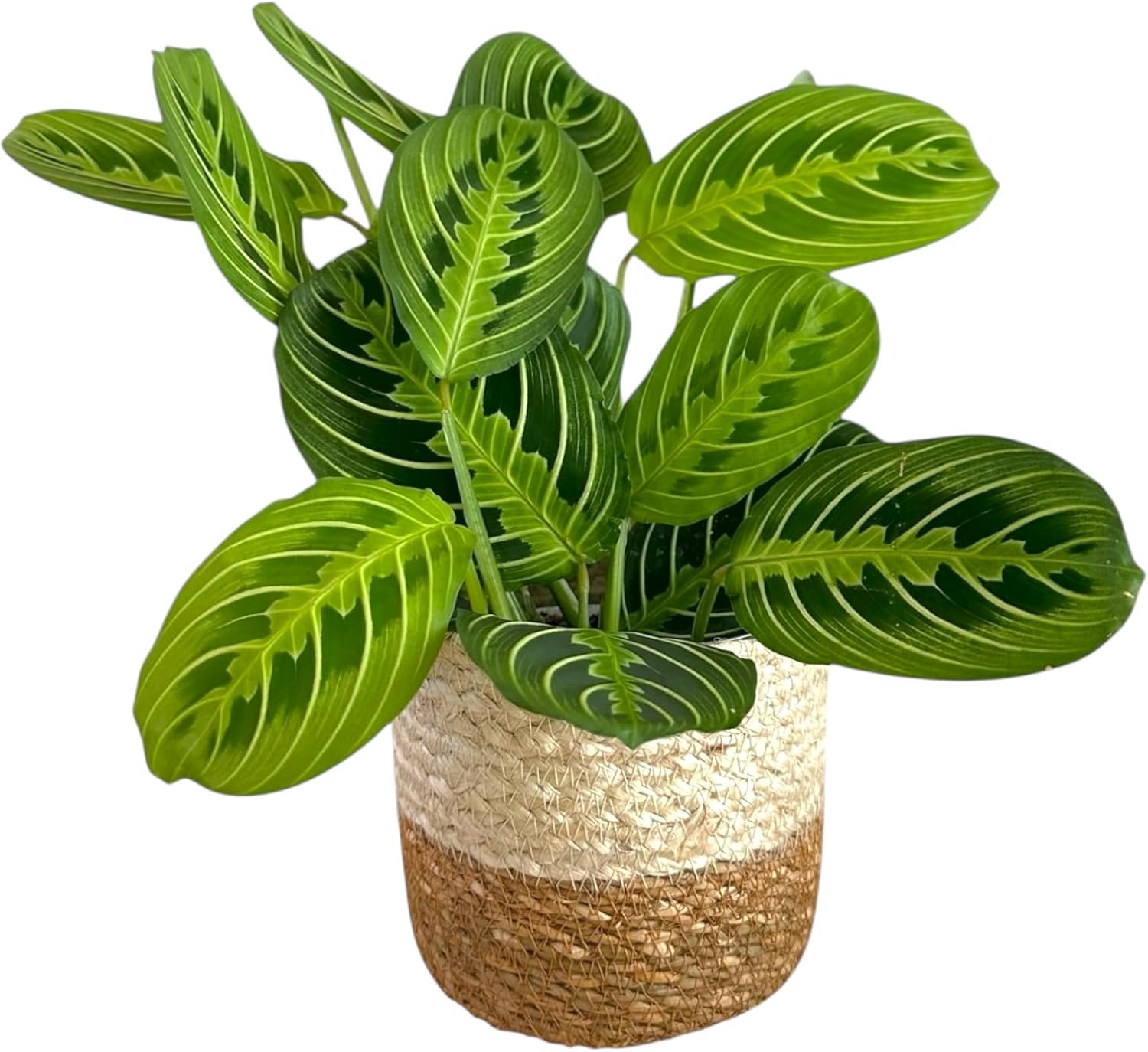 Live Plant, Lemon Lime Maranta Prayer Plant, Pet Friendly, Air Purifying Plant, Easy Care, Easy to Grow Live Indoor Plant, Houseplant, Rare Indoor Plant, Home Décor Pot (White)