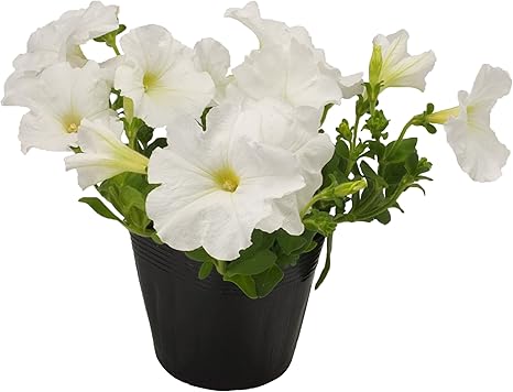 Amazon 花市場直送便 花苗 ペチュニア 白 8入 Diy 工具 ガーデン