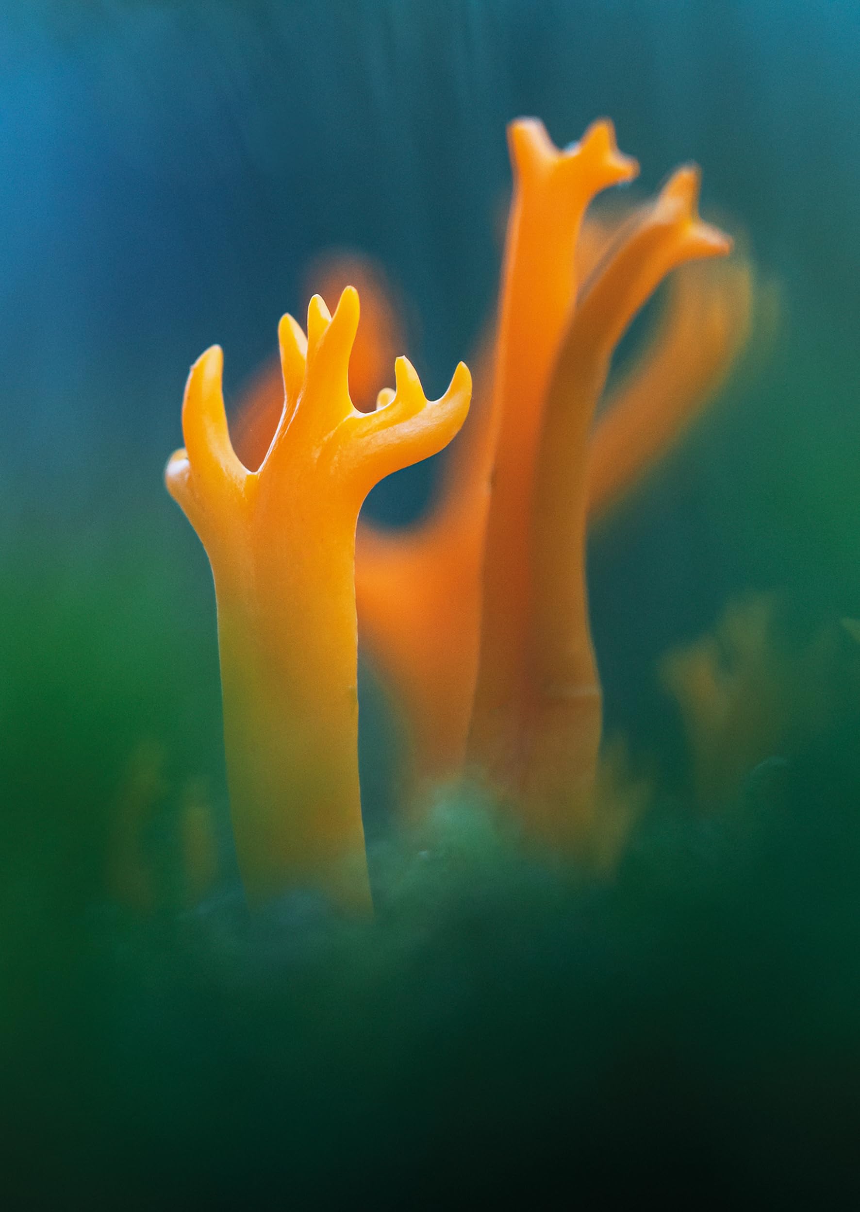 Wonderland: The Secret World of Mushrooms