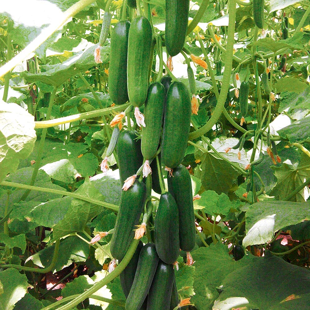 See full amazon price history chart for Golden Hills Farm Hybrid F1 Salad Cucumber 100+ seeds Golden Hills Farm Hybrid F1 Salad Cucumber 100+ seeds (B095X7DNQY) Amazon Price History, Amazon Price Tracker