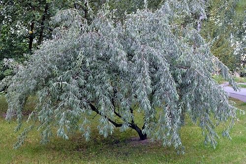 Miniatura 2 de Semillas de olivo ruso para plantar (10 semillas) - Elaeagnus angustifolia