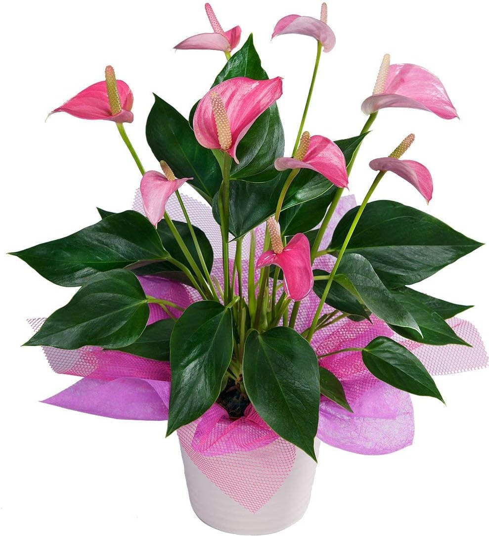Anthurium Plant"100 Seeds" Mixed Color - Beautiful Indoor Air Purification Plant for Your Home & Office