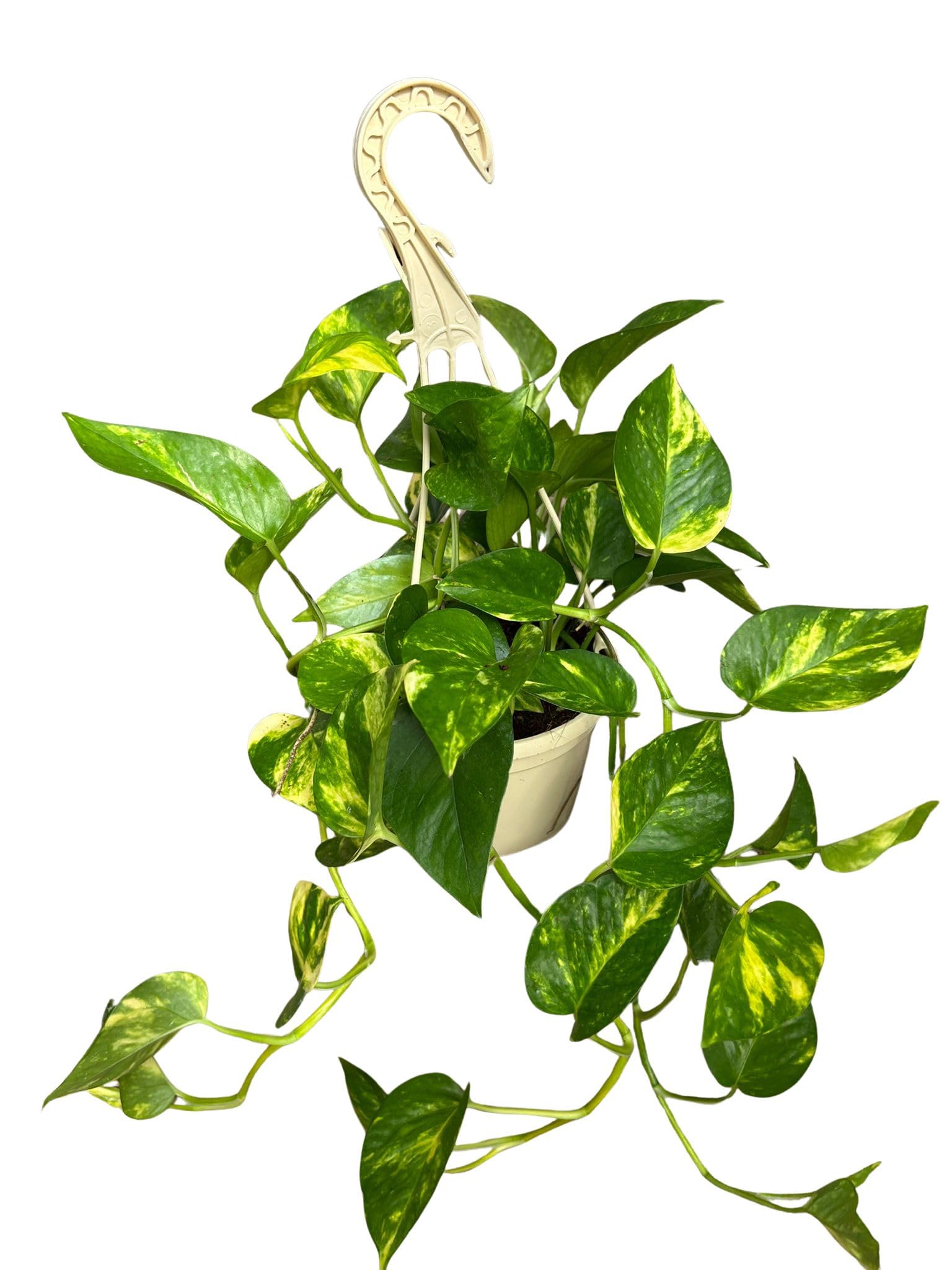 Fotos Natural Planta Colgante de 15 cm | en Maceta, Epipremnum Aureum, Trepadora para Interior, Purificadora de Aire, Fácil de Cuidar