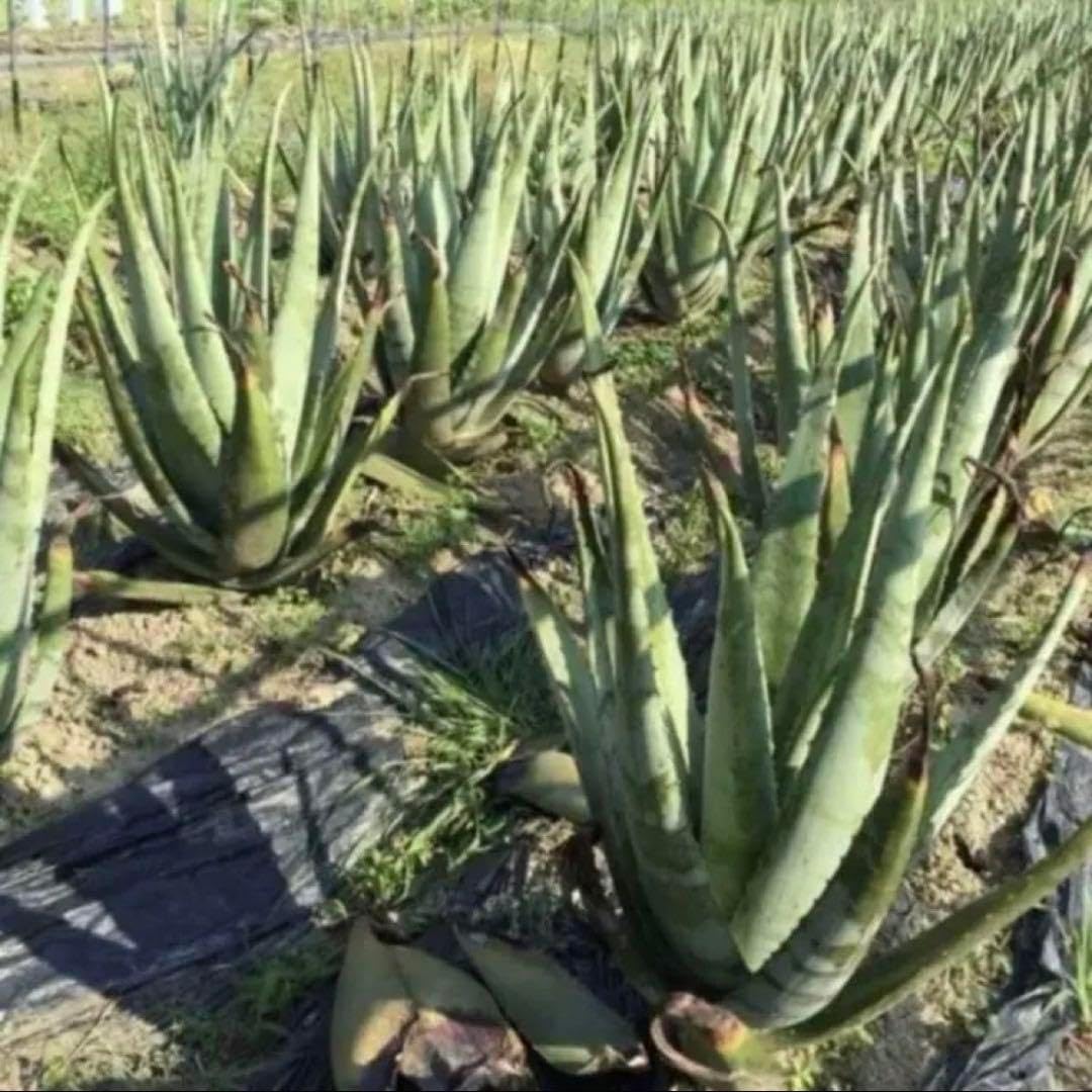 植田農園 熊本県産 無農薬 食用 アラ 生葉 5kg 約10枚