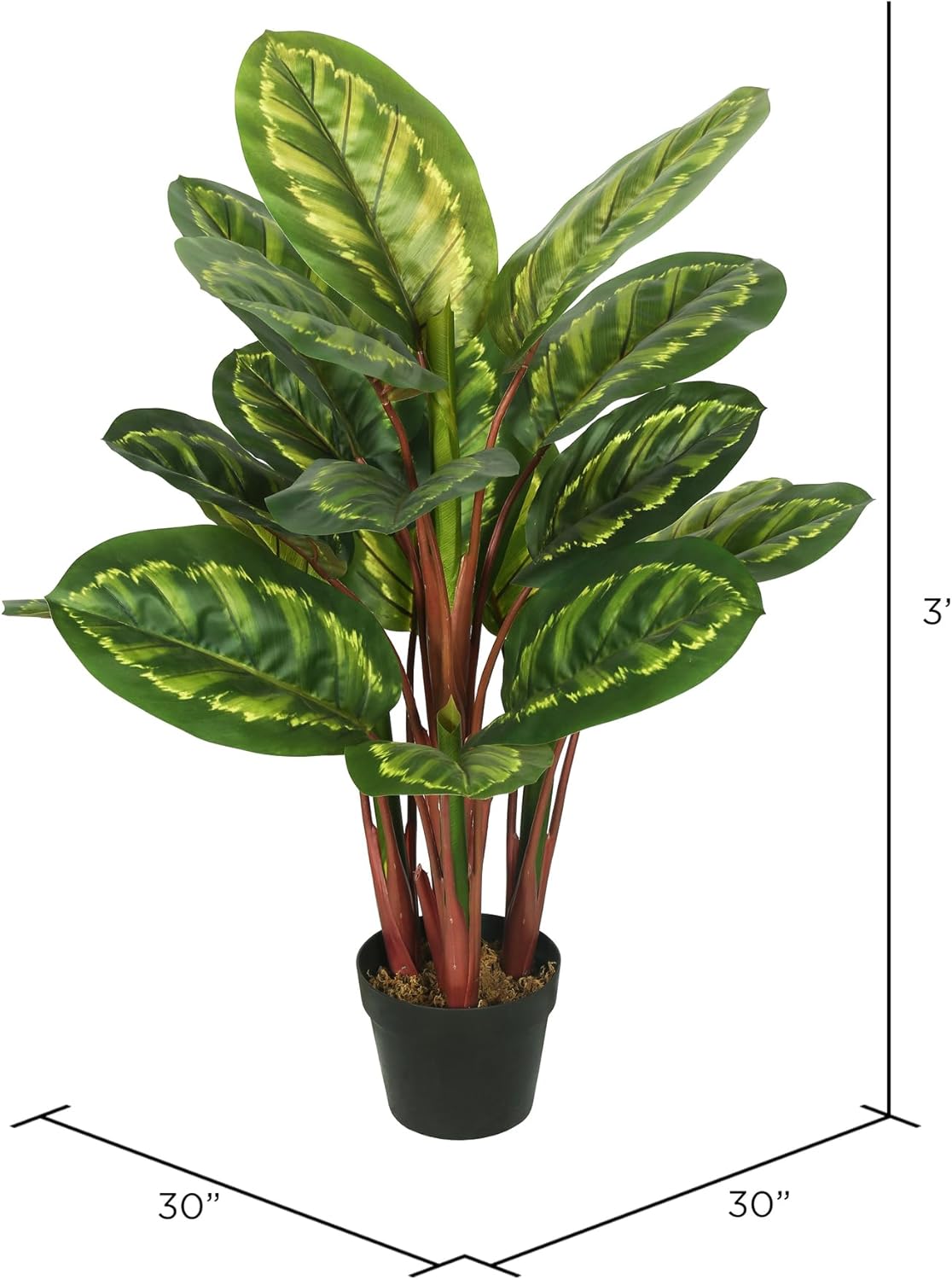 Vickerman TA170501 Everyday Peacock Plant