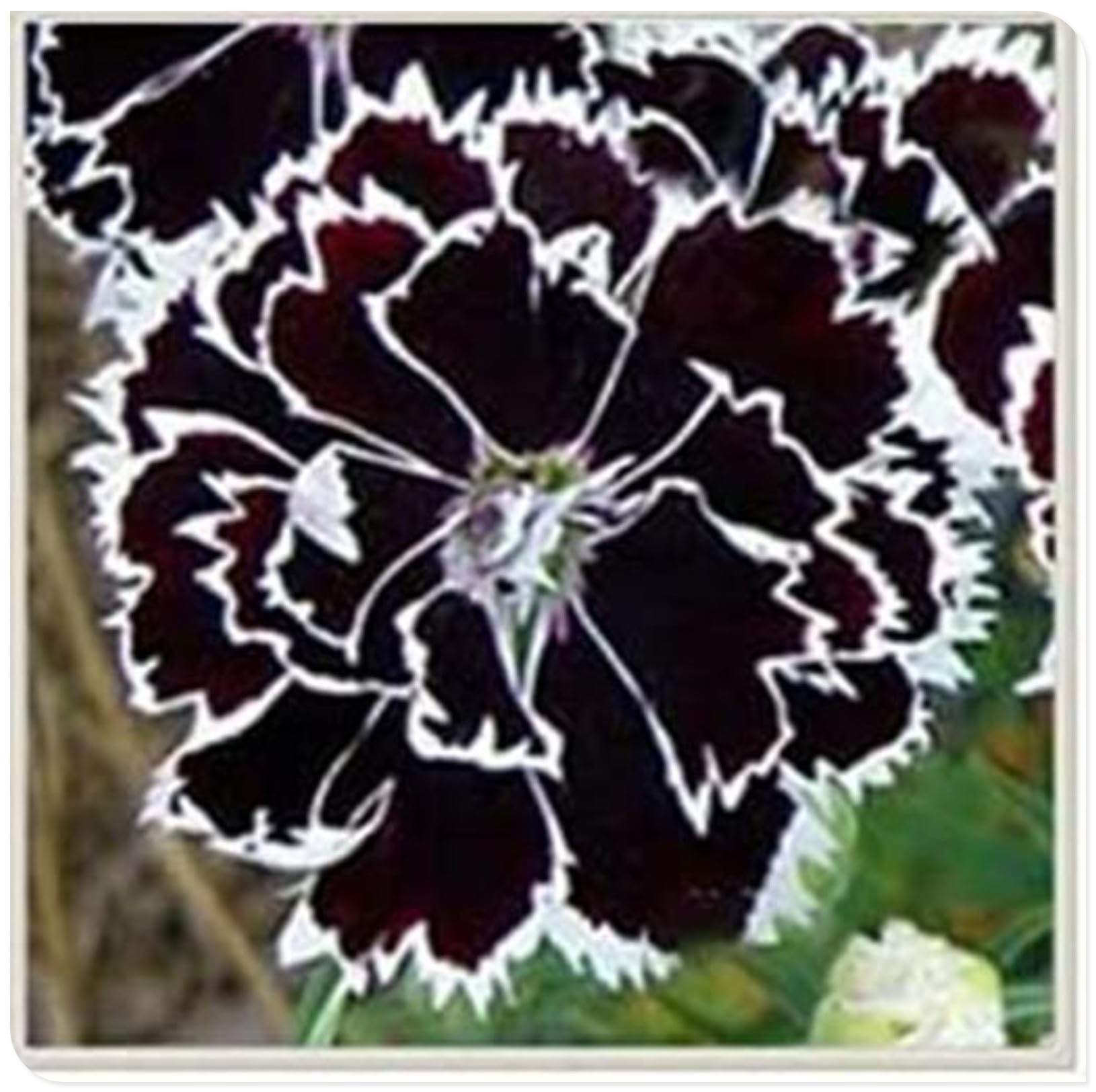 Peony Bulbs for Planting Now UK,Plant Bulbs,Hardy Perennial,Garden Flowers,Flowering Bulbs,Greening Flower,Wedding Flowers,Strong Plants That Grow Well-8Bulbs-I