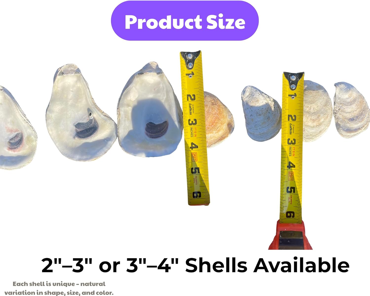 Flat Oyster Shells for Crafts – Cleaned & Ready 2"–3" or 3"–4" Shells for Decoupage, Ornaments, Coastal Art & DIY Decor – 20–500 PCS (500 Flats (2-3 inches))