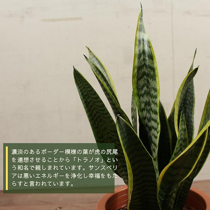 サンスベリア ローレンティー 8号 受け皿付 ラッピング済 Hanapochi ハナポチ 定価