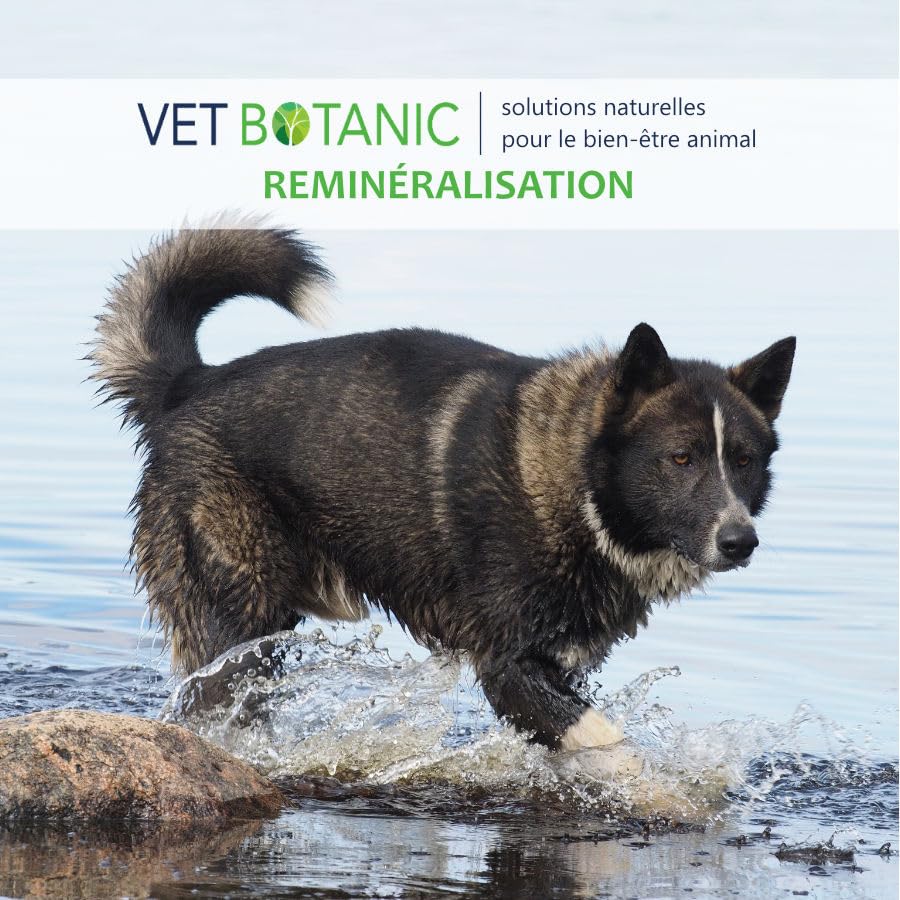 Brennnessel für Hunde und Katzen – Nahrungsergänzungsmittel in Pulver, 100 g Vet Botanic