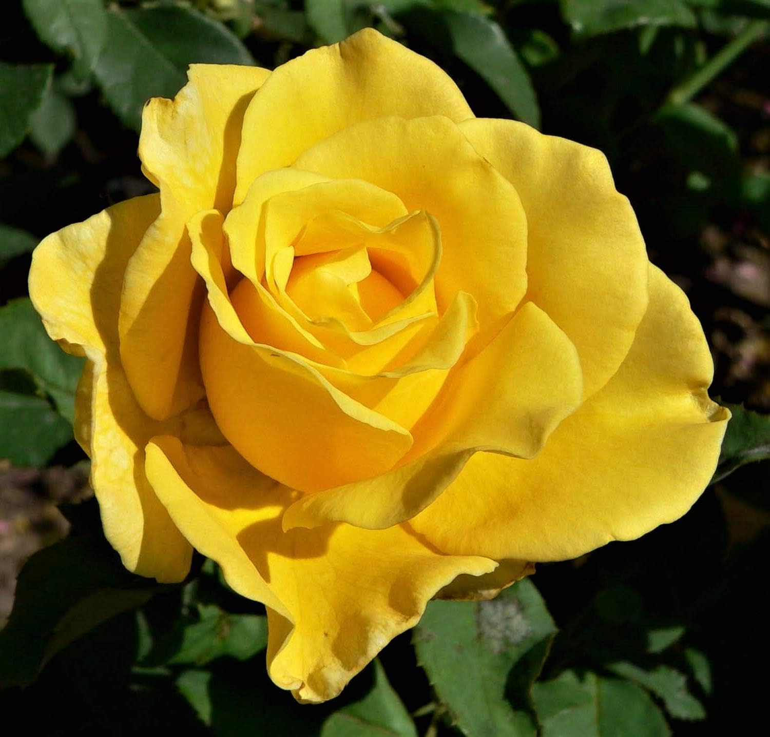 New Day Hybrid Tea Rose Bush - 1 Plant/Bush - Produces Exceptional Mimosa-Yellow Flowers That Have Good Form and a Spicy Fragrance. - Country Creek LLC